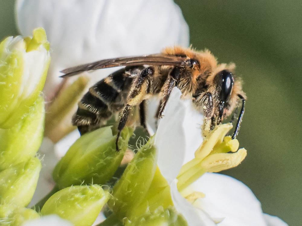  Andrena lagopus Latreille, 1809