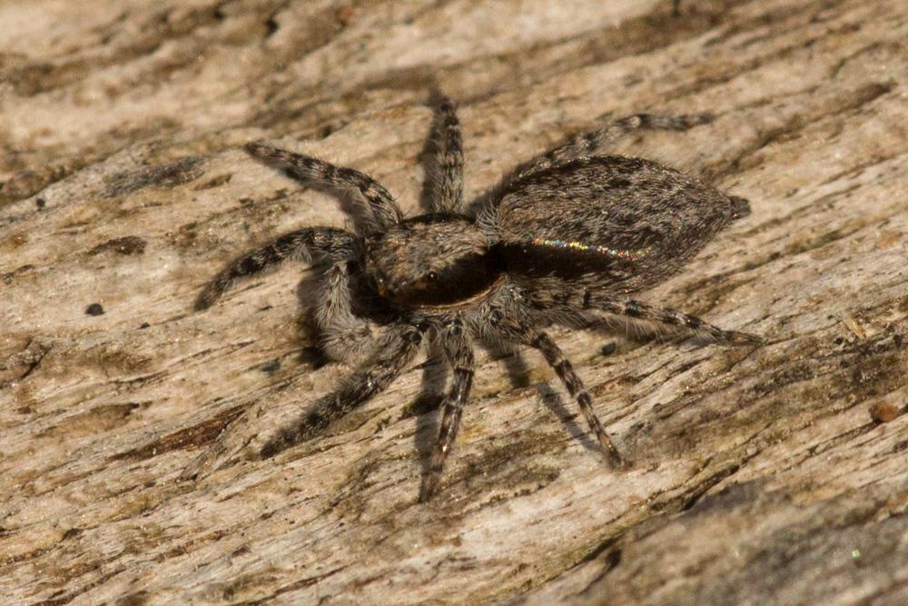  Menemerus taeniatus (L. Koch, 1867)