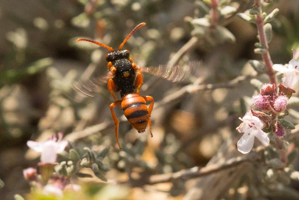  Nomada bifasciata Olivier, 1811