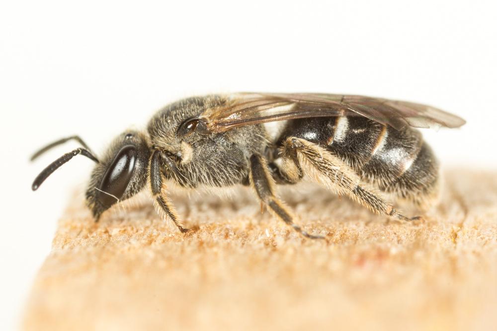 Lasioglossum Curtis, 1833