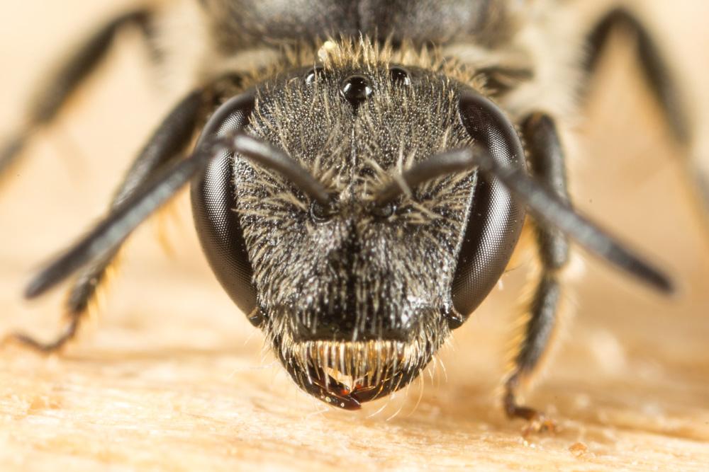  Lasioglossum Curtis, 1833