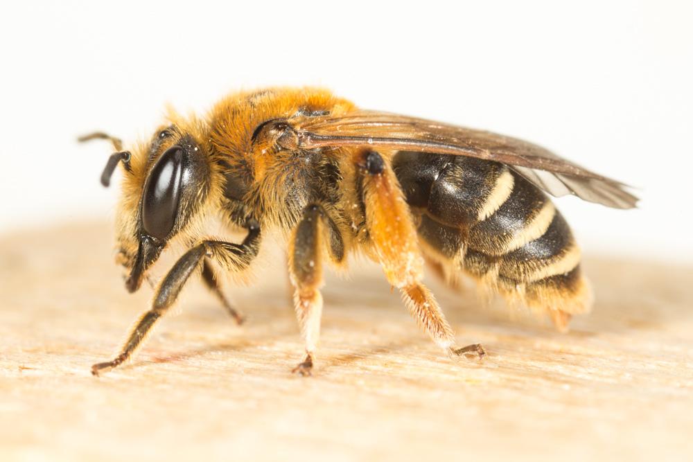  Andrena wilkella (Kirby, 1802)