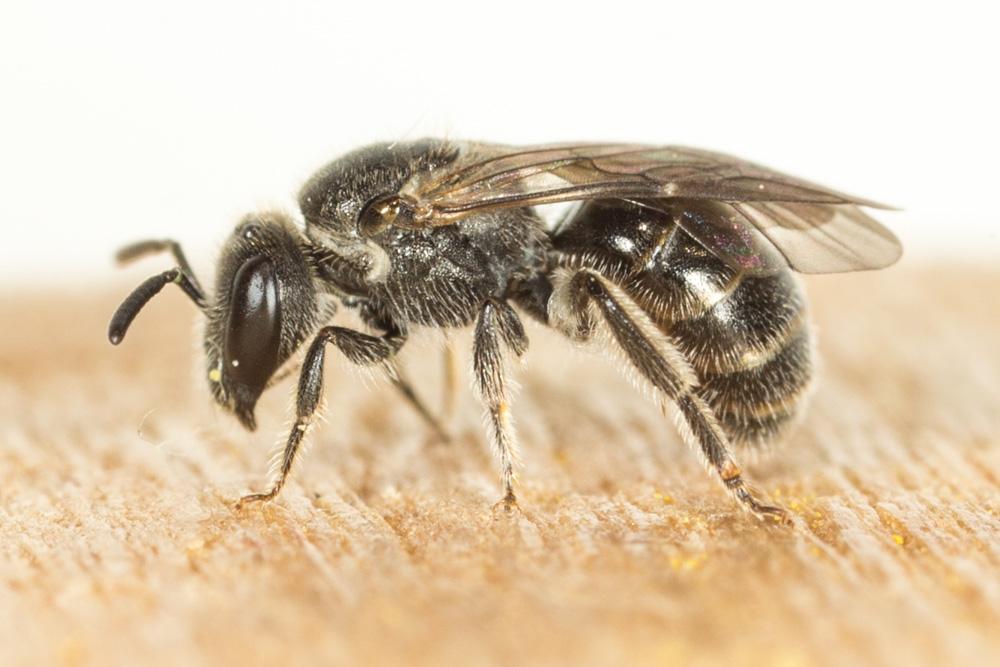  Lasioglossum Curtis, 1833