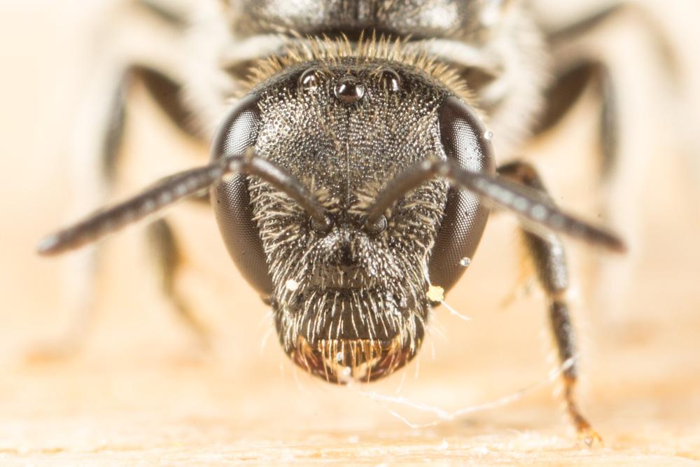  Lasioglossum Curtis, 1833