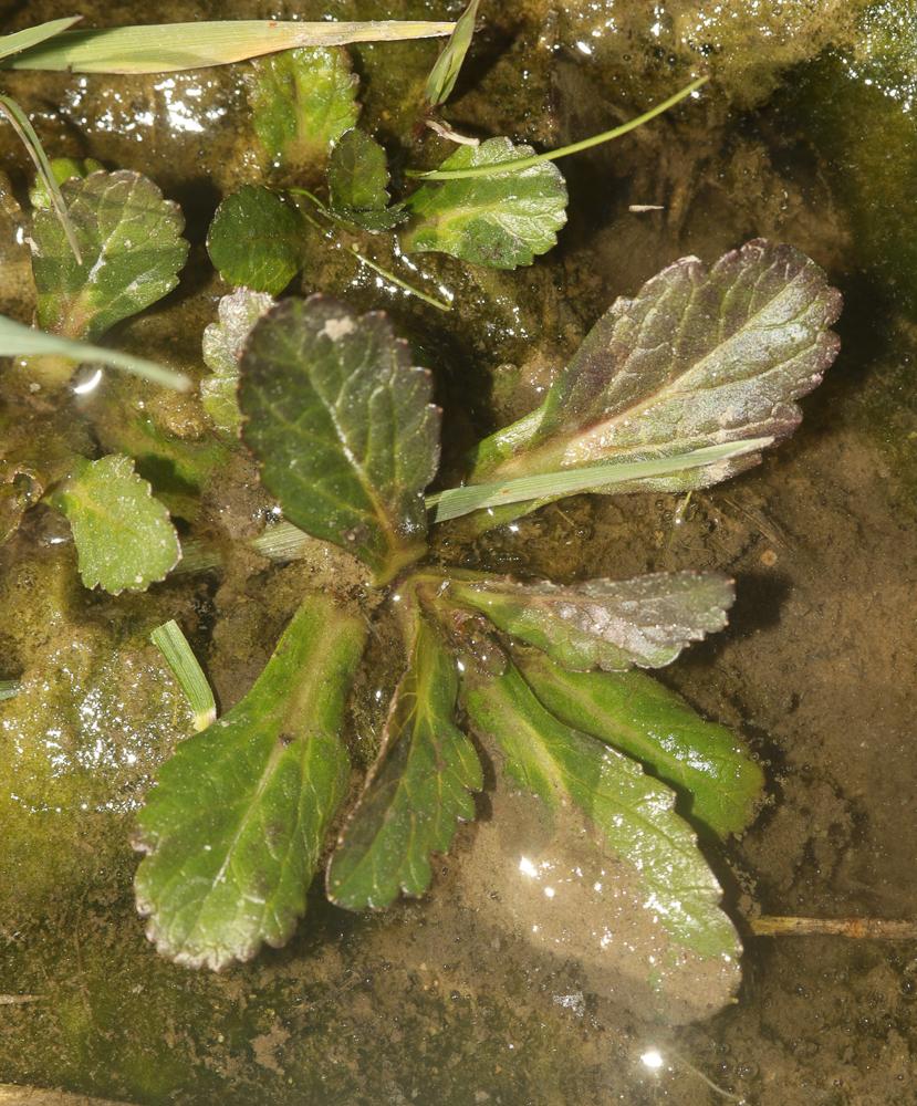 Bugle rampante, Consyre moyenne Ajuga reptans L., 1753
