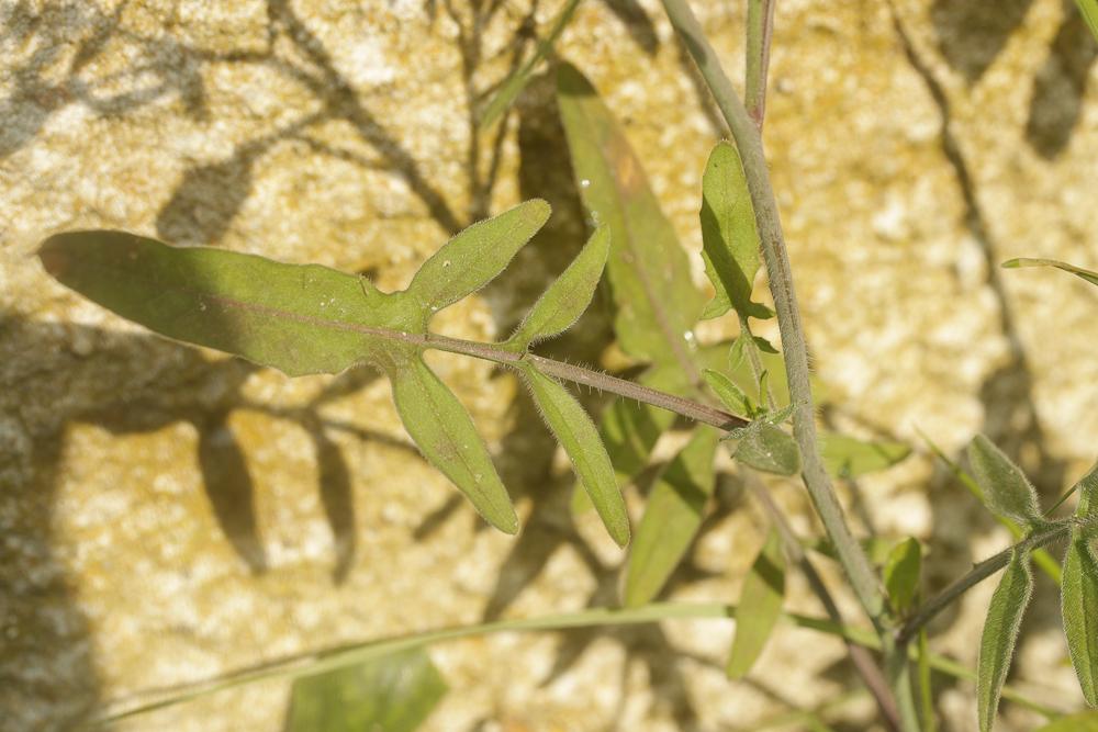 Le Sisymbre d'Orient Sisymbrium orientale L., 1756