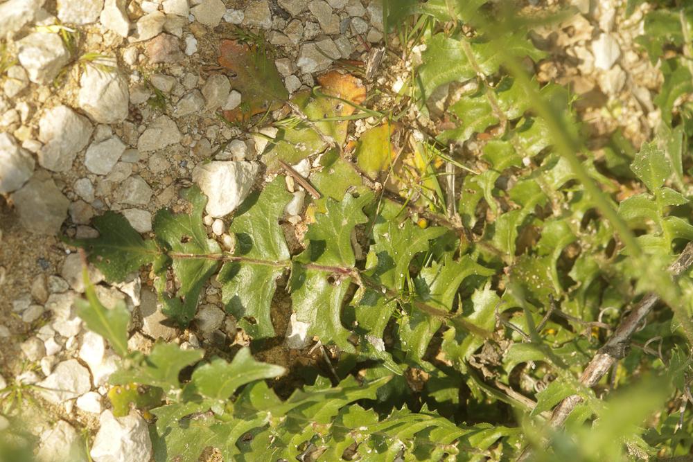 Bunias fausse-roquette, Roquette des champs Bunias erucago L., 1753