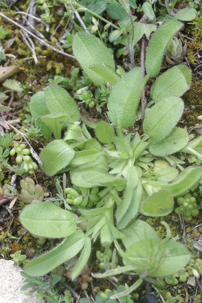 Bugrane pubescent, Bugrane pubescente Ononis pubescens L., 1771