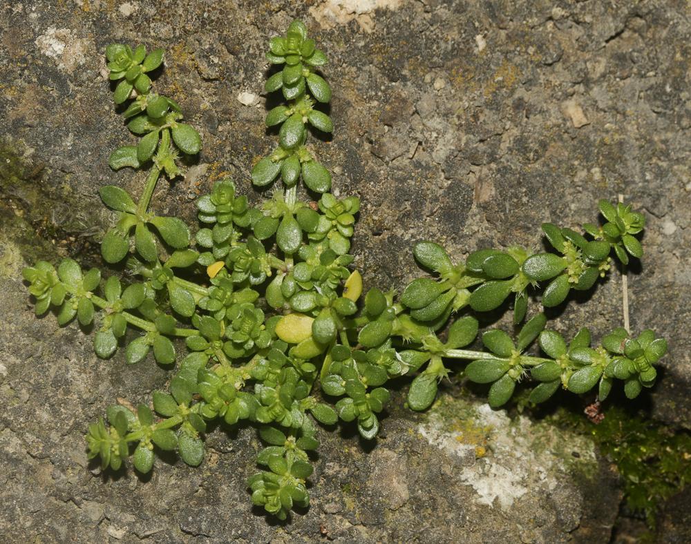 Vaillantie des murs Valantia muralis L., 1753