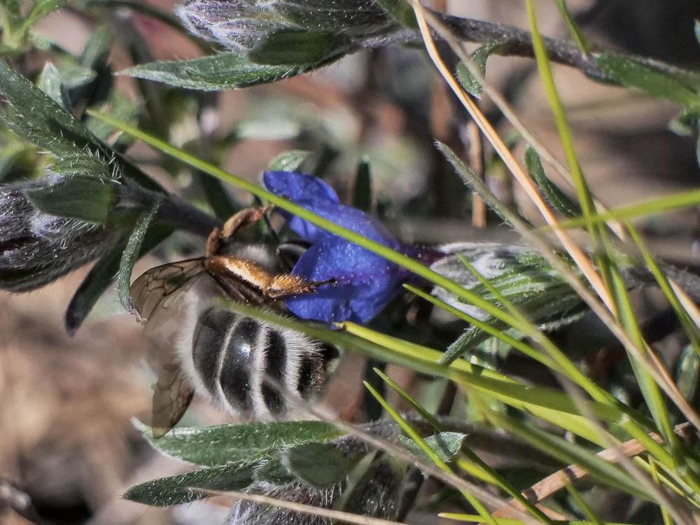 Anthophore vieillote Anthophora senescens Lepeletier, 1841