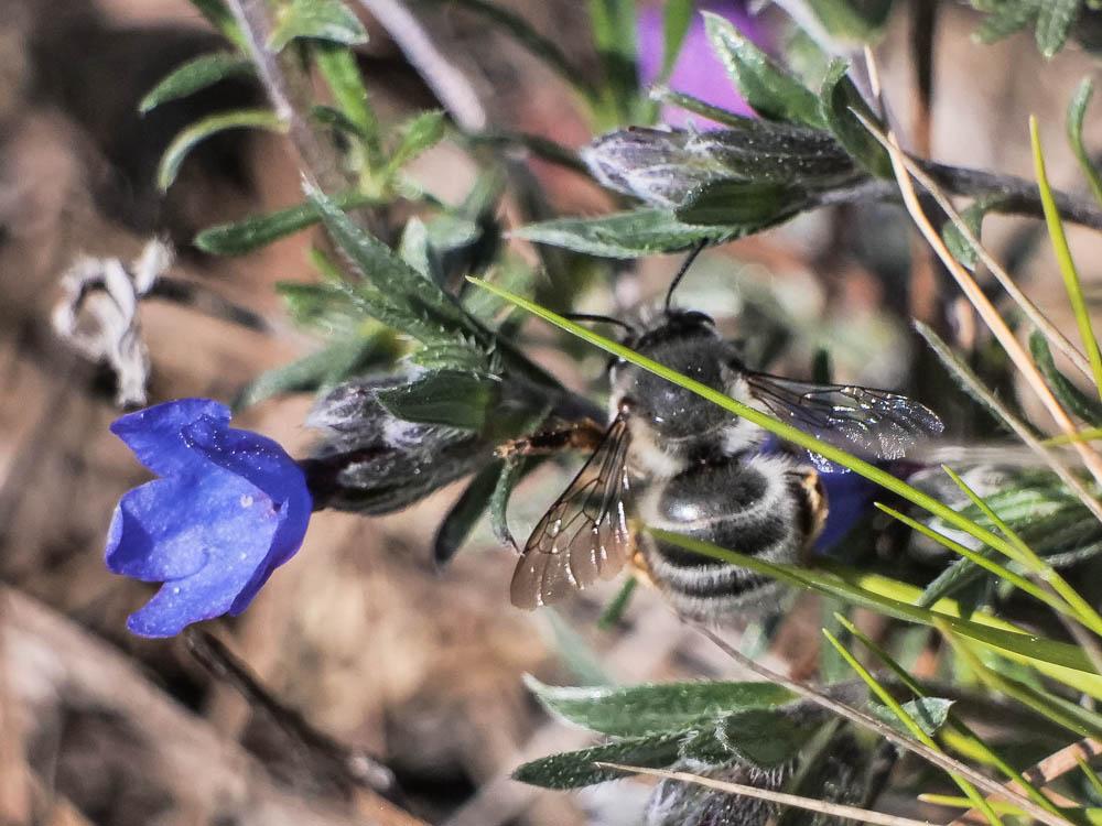Anthophore vieillote Anthophora senescens Lepeletier, 1841