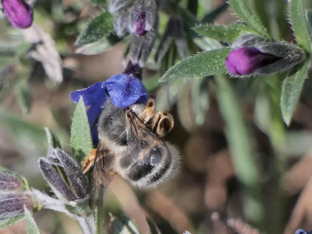 Anthophore vieillote Anthophora senescens Lepeletier, 1841