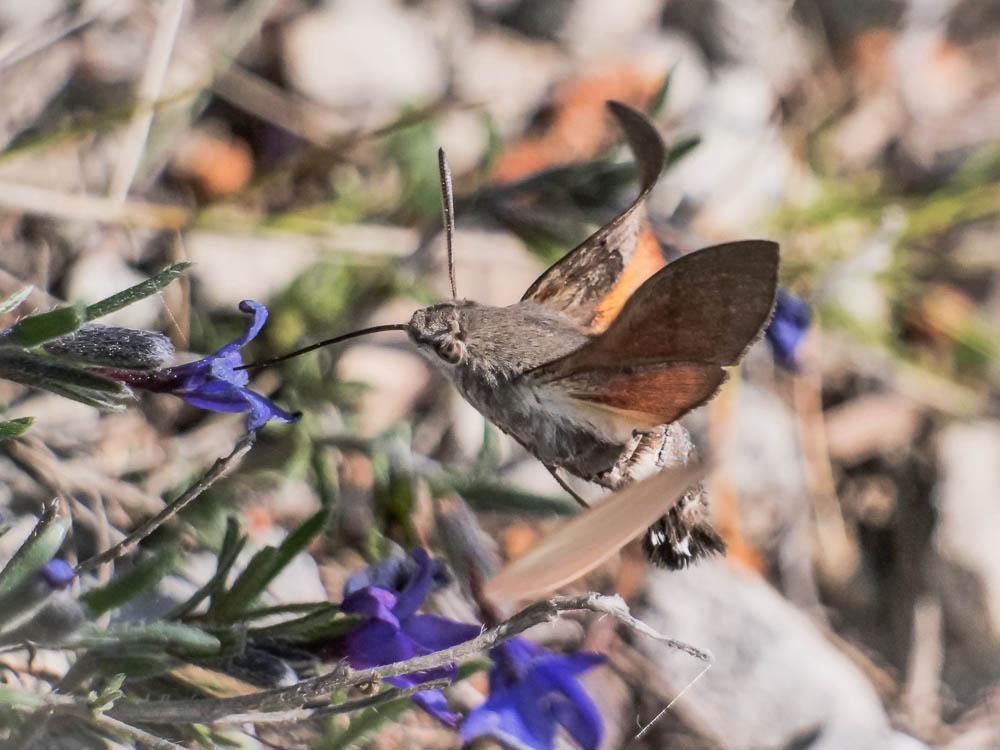 Moro-Sphinx (Le), Sphinx du Caille-Lait (Le) Macroglossum stellatarum (Linnaeus, 1758)