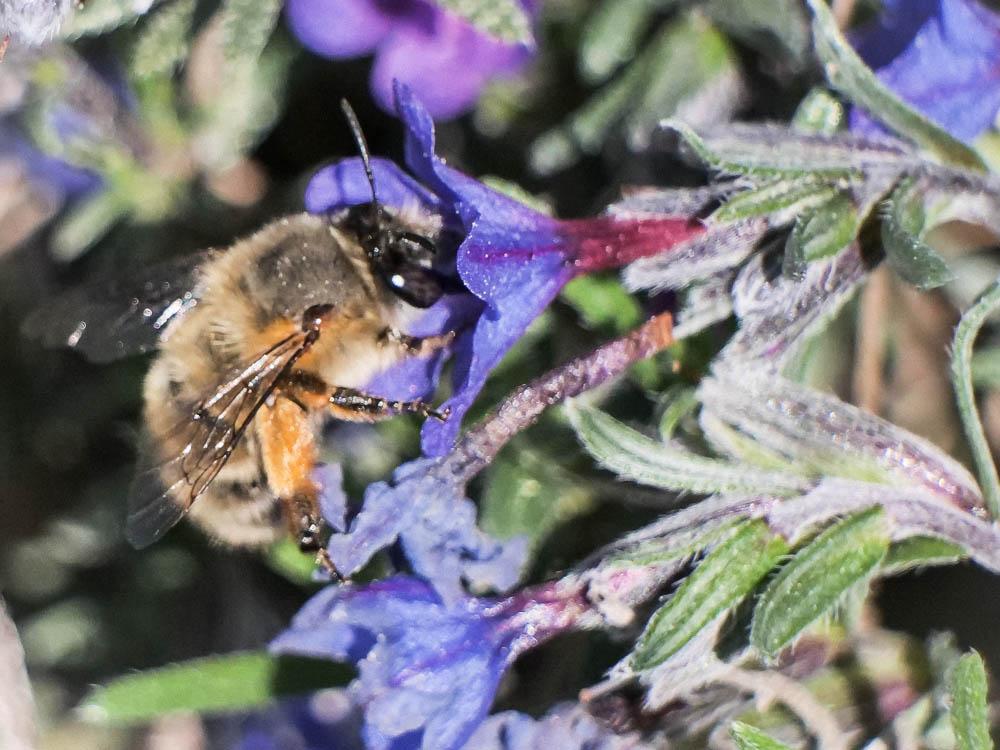 Anthophore commune, Anthophore plumeuse, Anthophor Anthophora plumipes (Pallas, 1772)