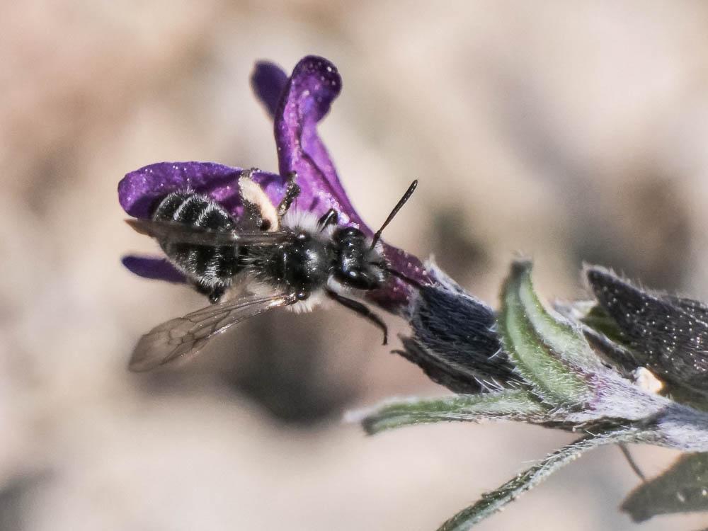 Andrena solenopalpa Benoist, 1945