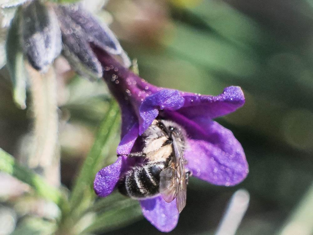  Andrena solenopalpa Benoist, 1945