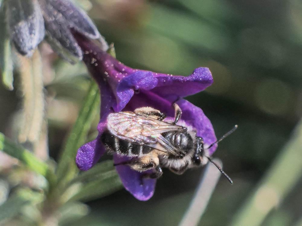 Andrena solenopalpa Benoist, 1945