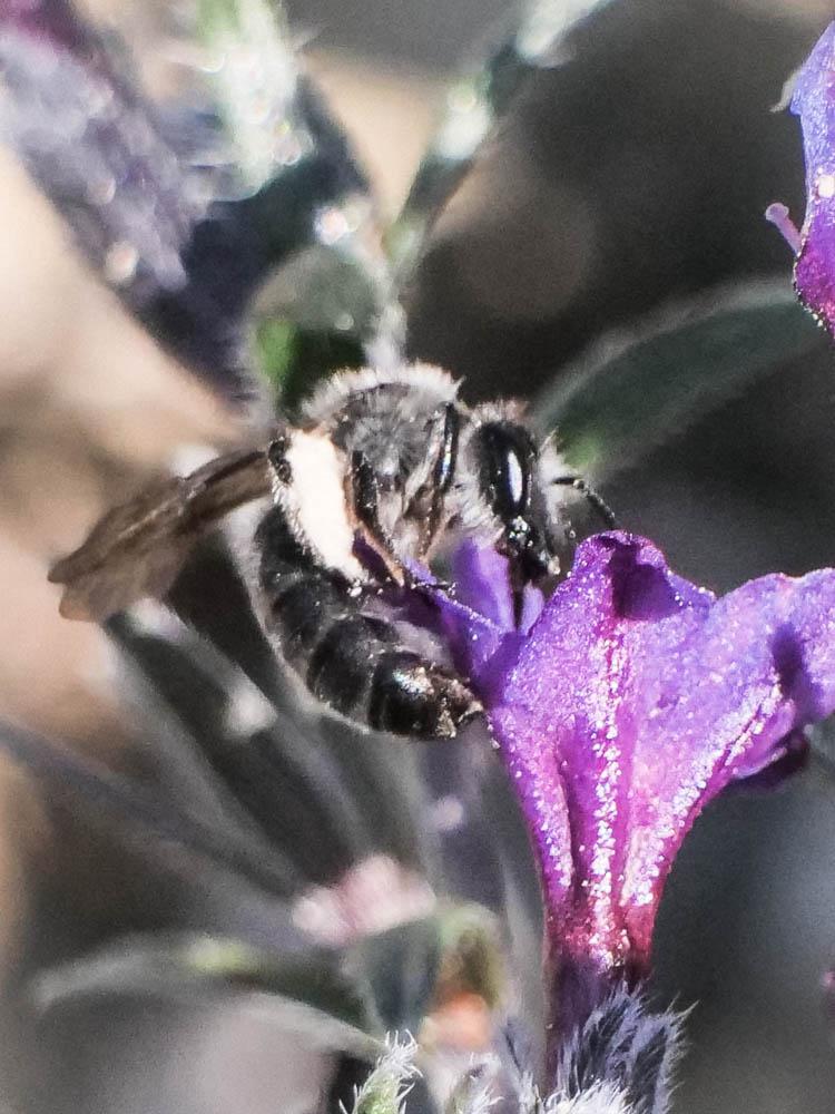  Andrena solenopalpa Benoist, 1945