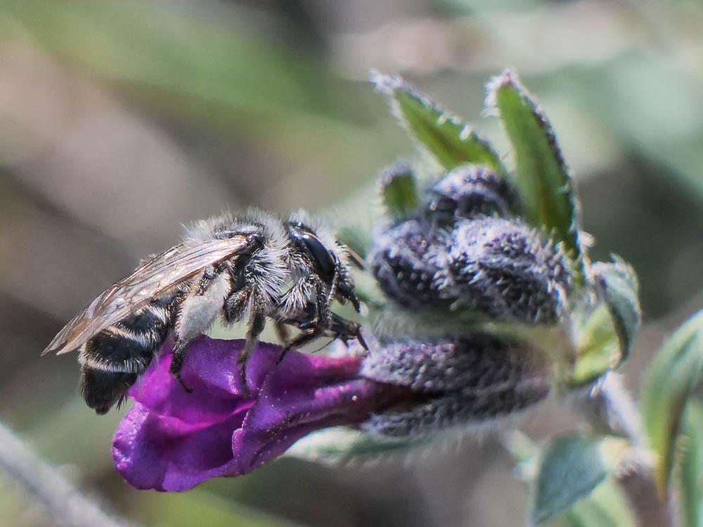  Andrena solenopalpa Benoist, 1945