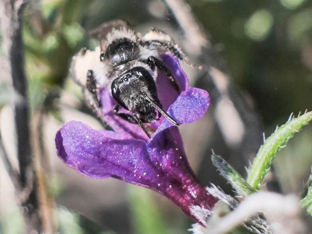 Le  Andrena solenopalpa Benoist, 1945