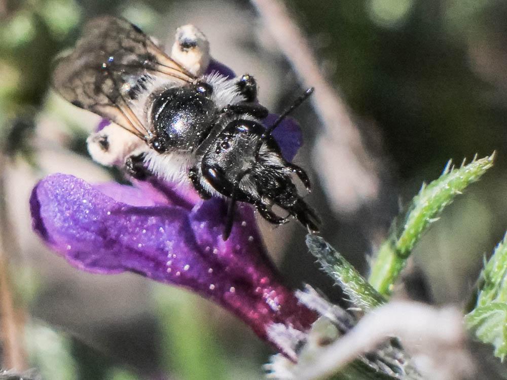Le  Andrena solenopalpa Benoist, 1945