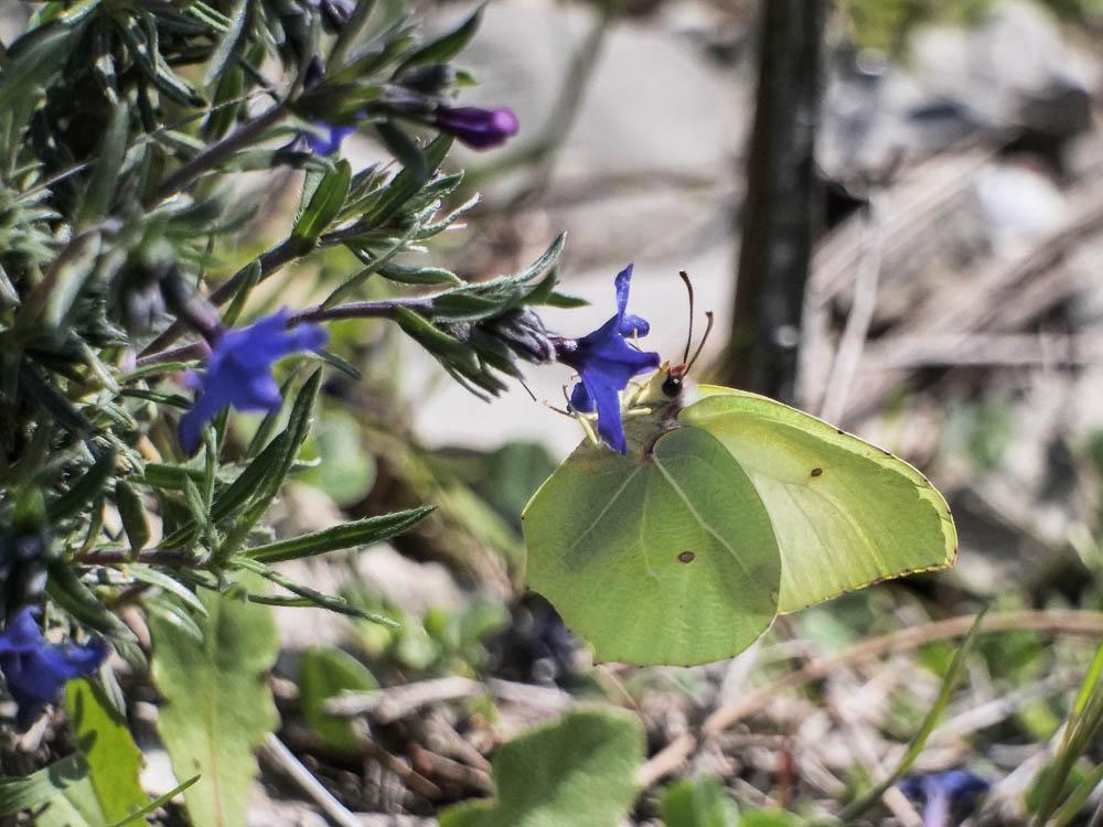 Citron de Provence (Le), Cléopâtre (La), Piéride C Gonepteryx cleopatra (Linnaeus, 1767)