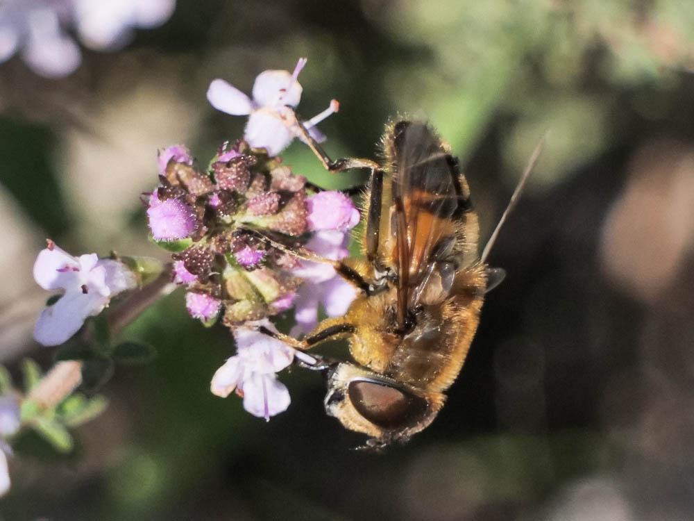 Le  Eristalis similis (Fallén, 1817)