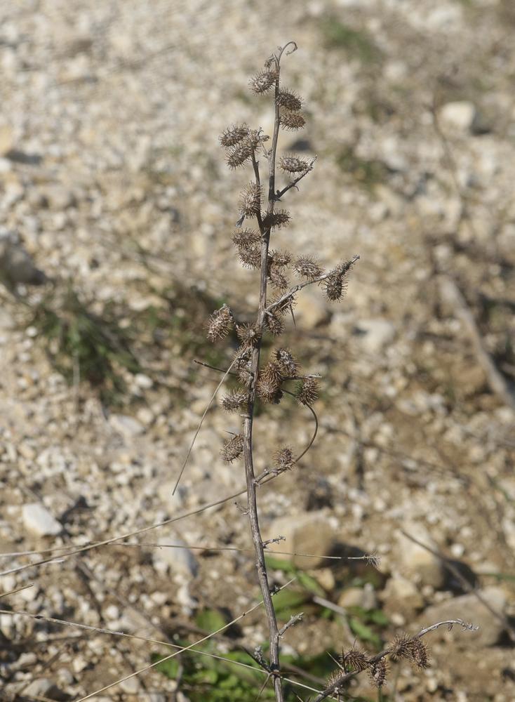 Lampourde épineuse Xanthium spinosum L., 1753