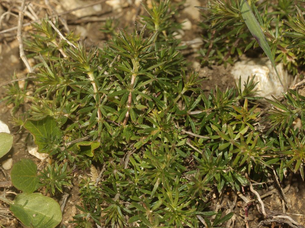 Gaillet jaune, Caille-lait jaune Galium verum L., 1753