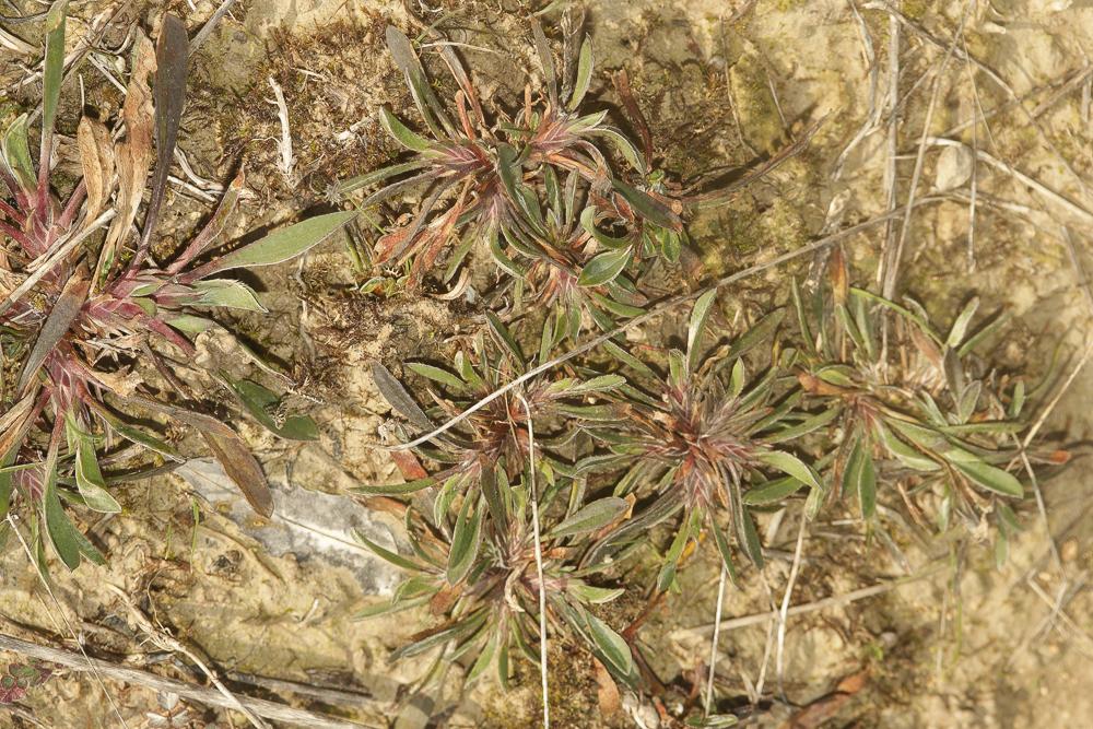 Scorpiure Scorpiurus subvillosus L., 1753