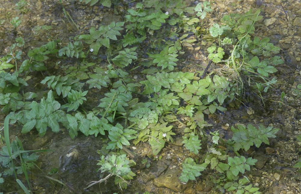 Le Ache nodiflore Helosciadium nodiflorum (L.) W.D.J.Koch, 1824