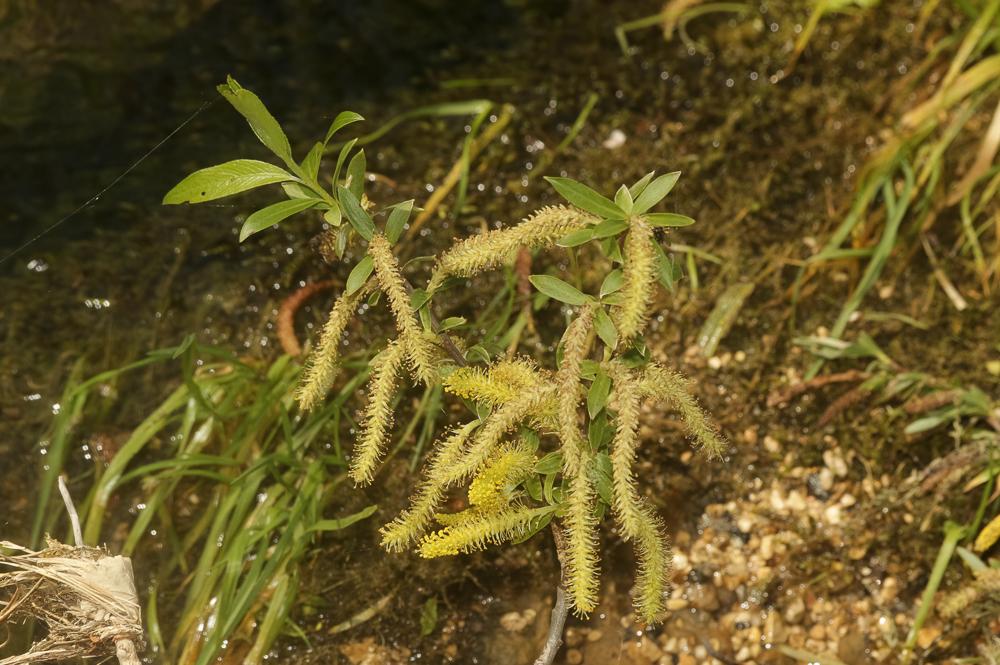 Saule blanc, Saule commun Salix alba L., 1753