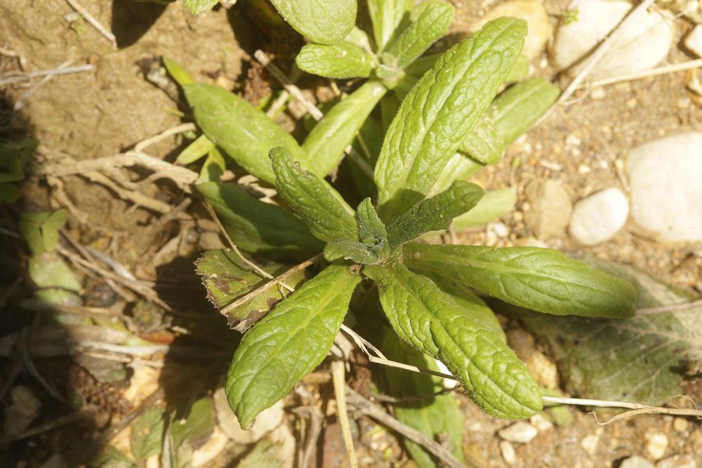 Pulicaire dysentérique Pulicaria dysenterica (L.) Bernh., 1800