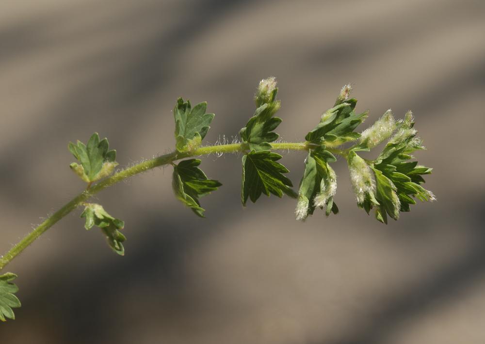  Aceria sanguisorbae (Canestrini, 1892)