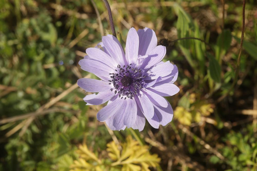 Anémone des jardins Anemone hortensis L., 1753