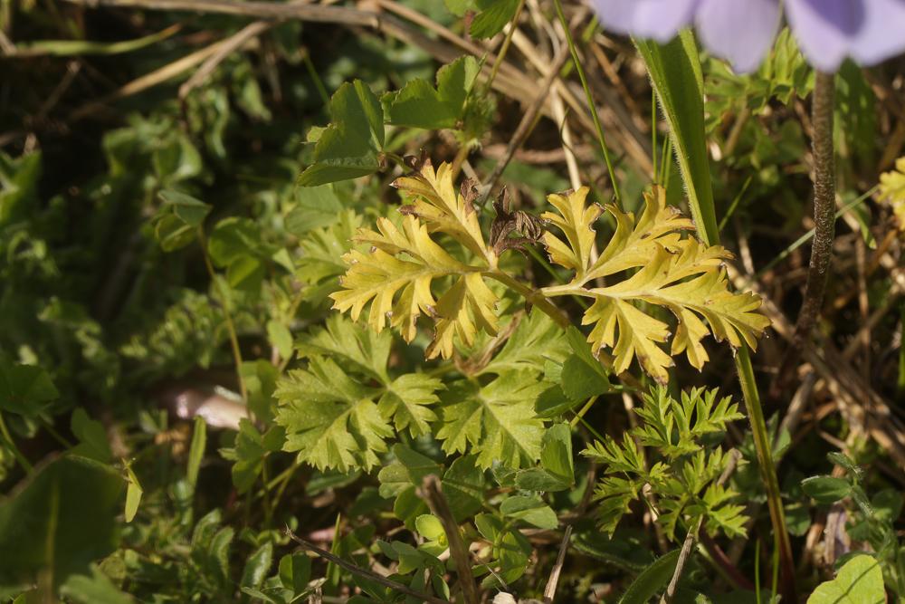 Anémone des jardins Anemone hortensis L., 1753