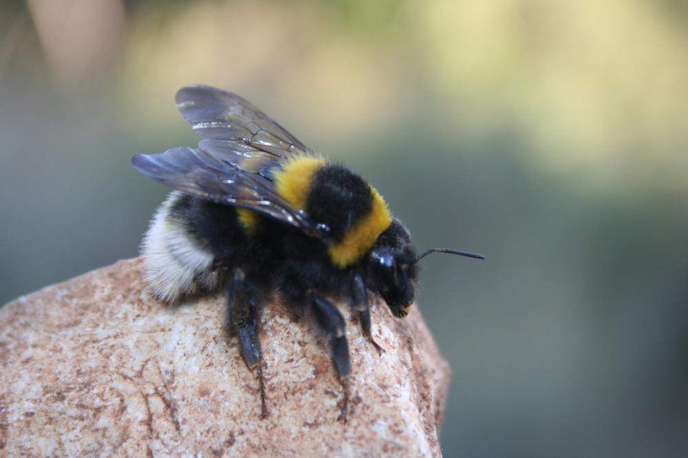 Bourdon des jardins Bombus hortorum (Linnaeus, 1760)