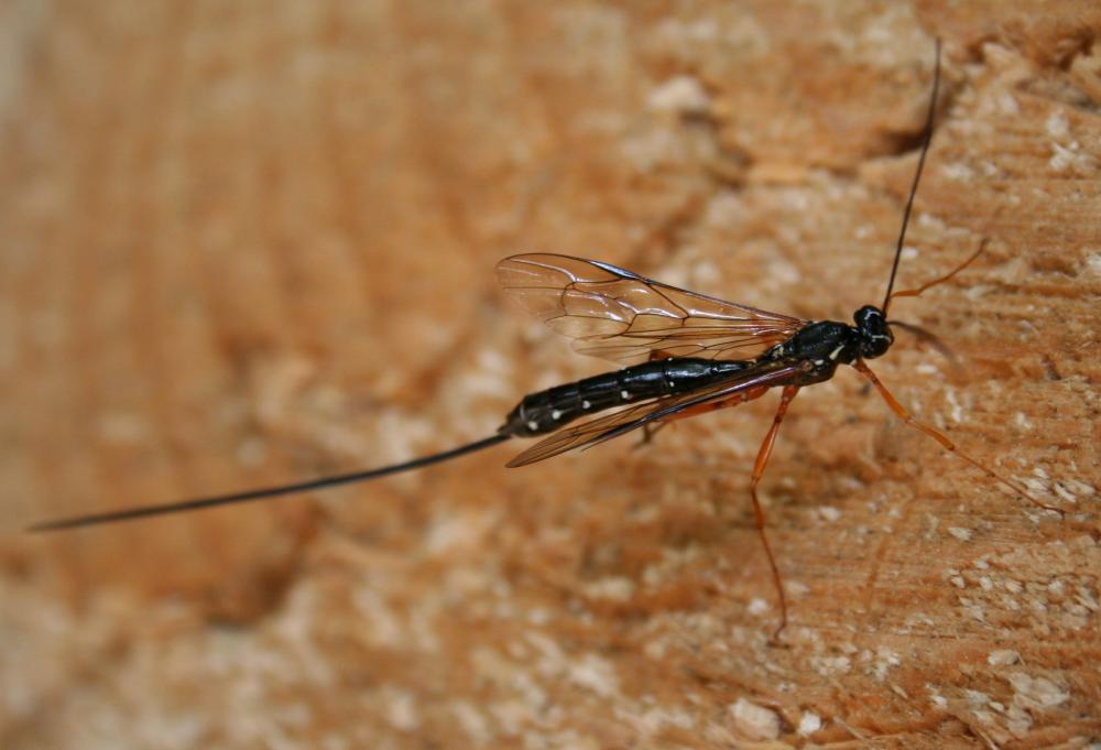 Rhysse persuasive Rhyssa persuasoria (Linnaeus, 1758)