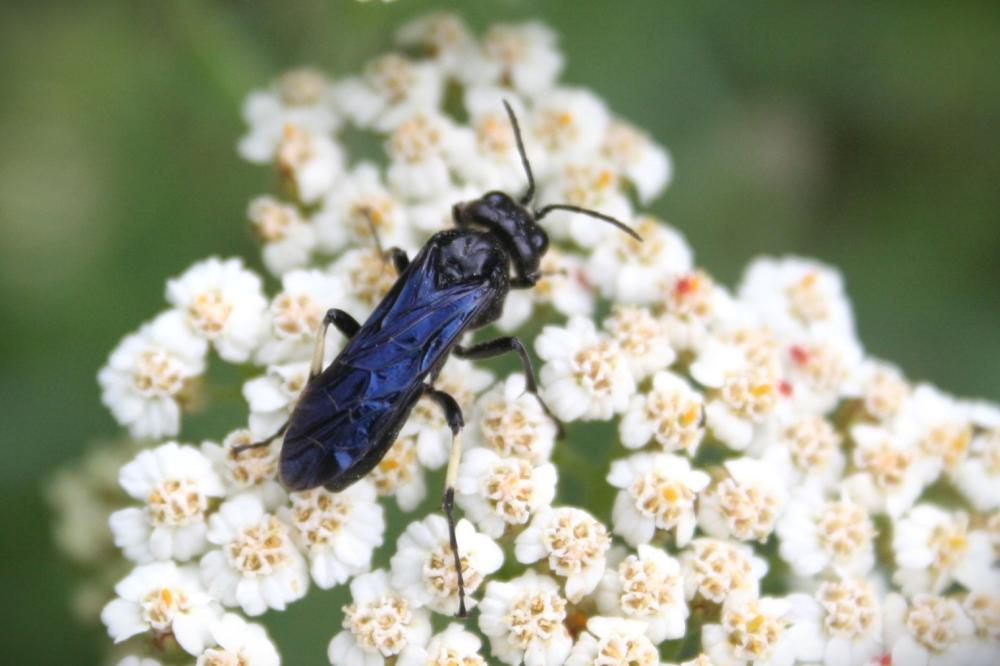  Cephaledo bifasciata bifasciata (Müller, 1766)