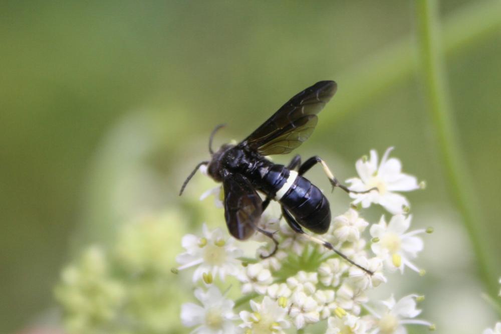  Cephaledo bifasciata bifasciata (Müller, 1766)