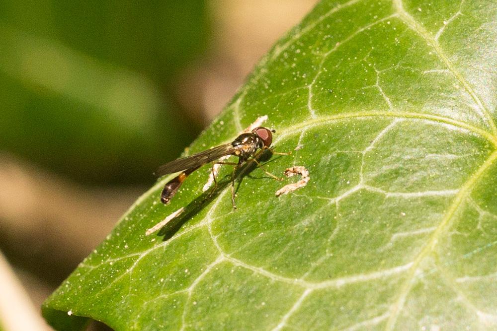 Le  Baccha elongata (Fabricius, 1775)