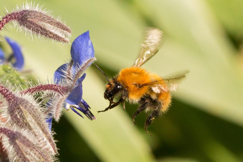 Le Bourdon des champs Bombus pascuorum (Scopoli, 1763)