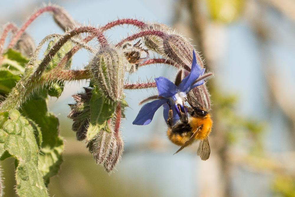 Le Bourdon des champs Bombus pascuorum (Scopoli, 1763)