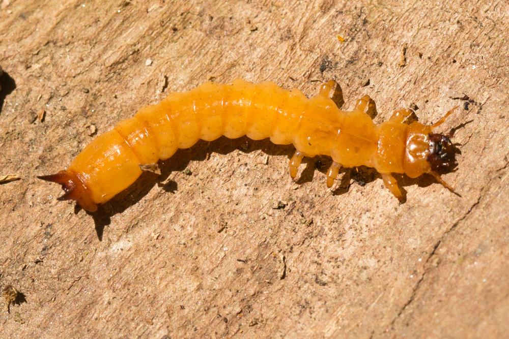  Pyrochroa Geoffroy, 1762