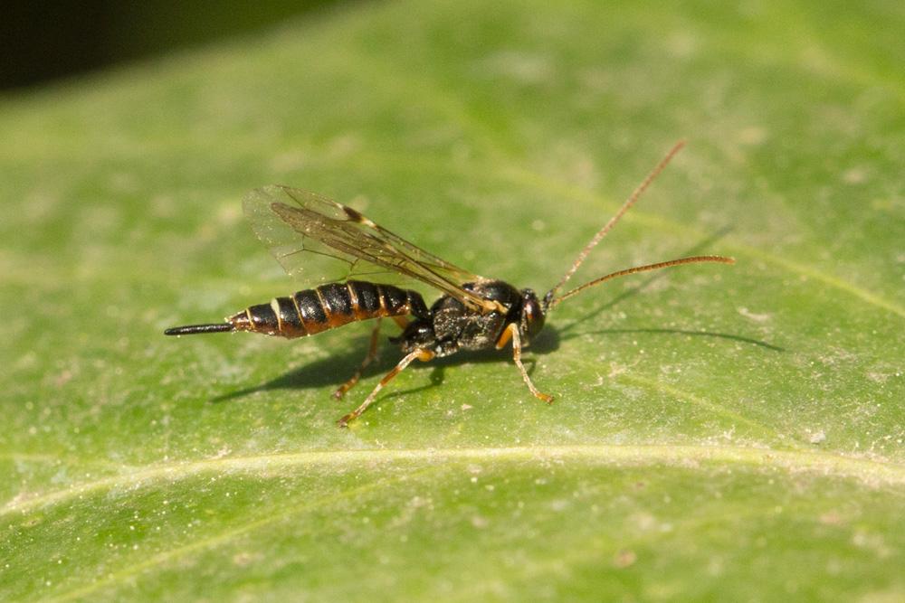 Le  Itoplectis maculator (Fabricius, 1775)