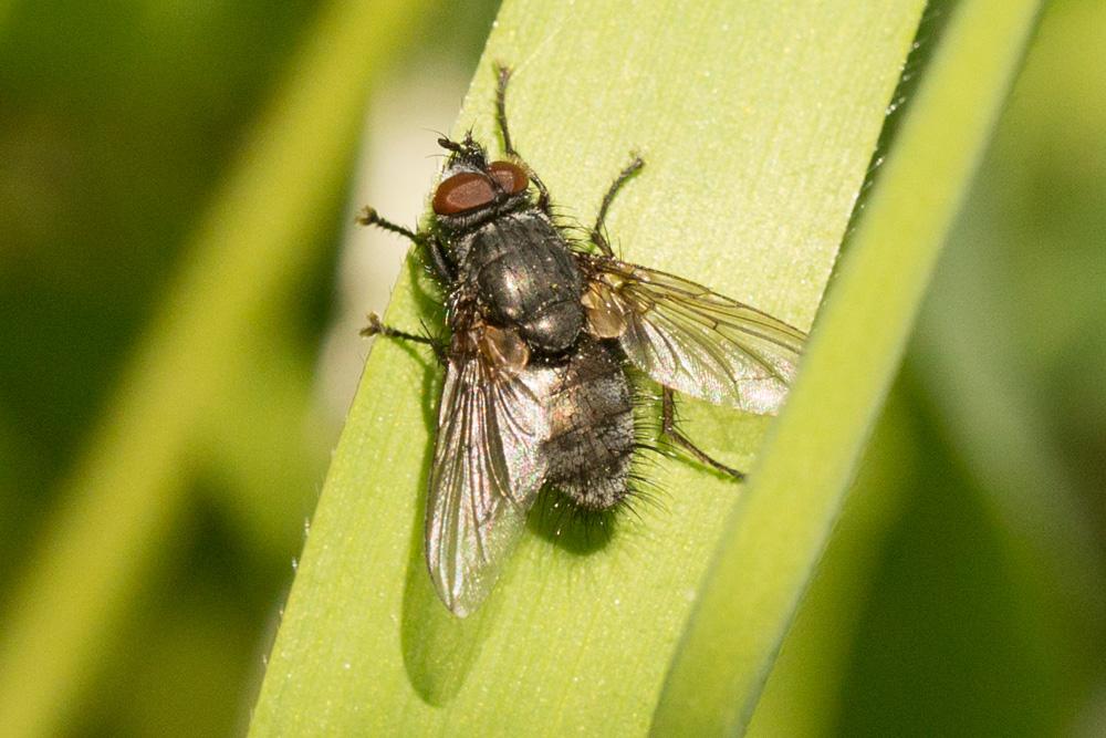  Bellardia Robineau-Desvoidy, 1863