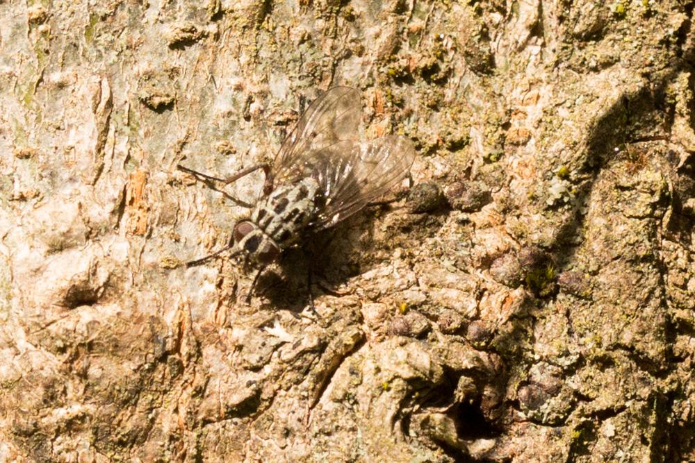 Phaonia trimaculata (Bouché, 1834)