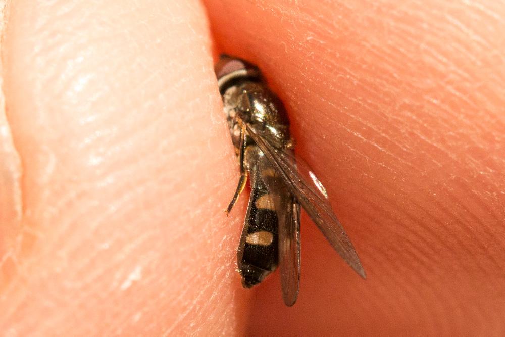 Platycheirus albimanus (Fabricius, 1781)