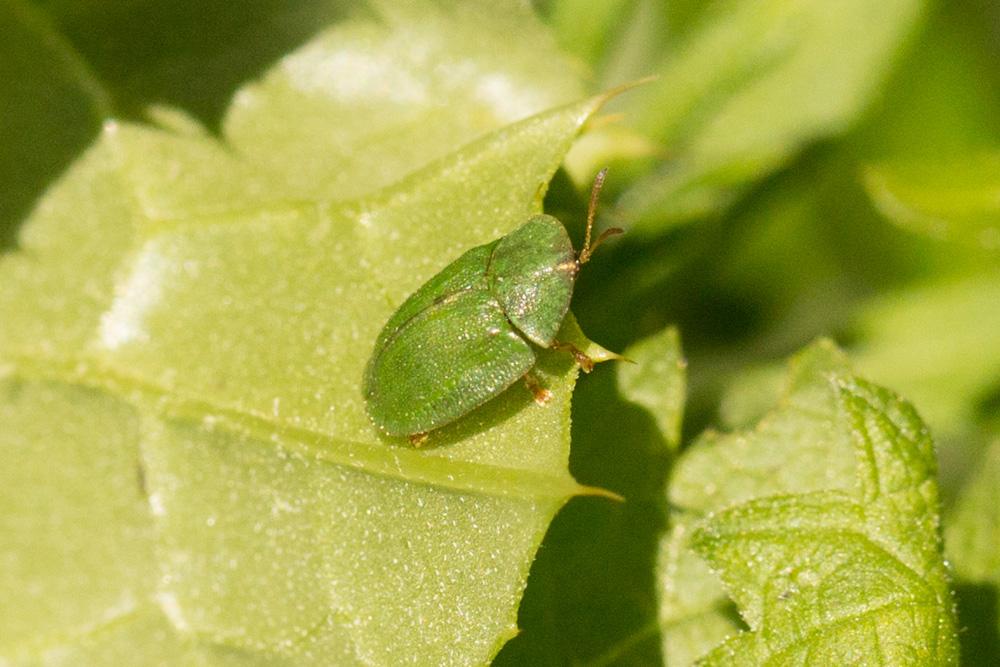 Casside verte Cassida viridis Linnaeus, 1758