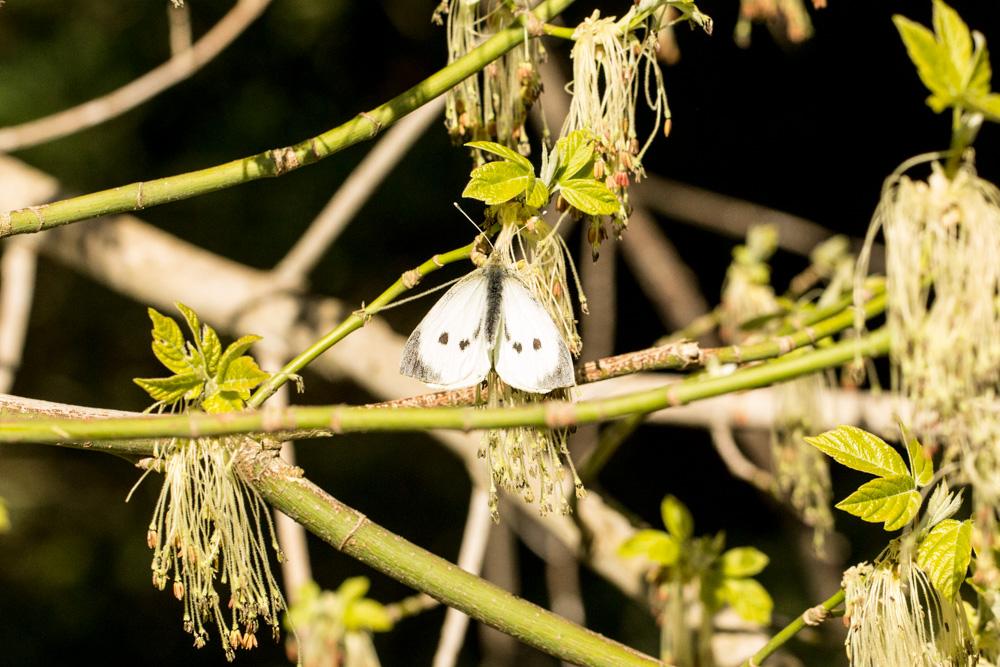 Piéride du Chou (La), Grande Piéride du Chou (La), Pieris brassicae (Linnaeus, 1758)